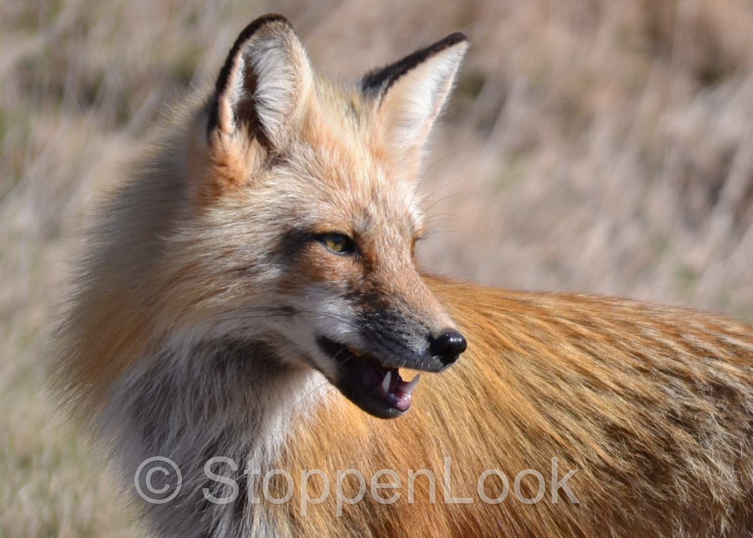 Island Red Fox